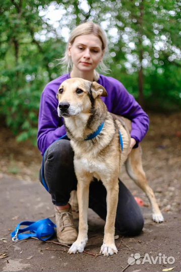 Собака из приюта в добрые руки