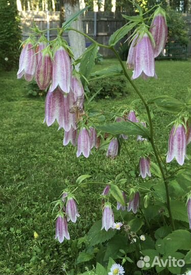 Колокольчики садовые