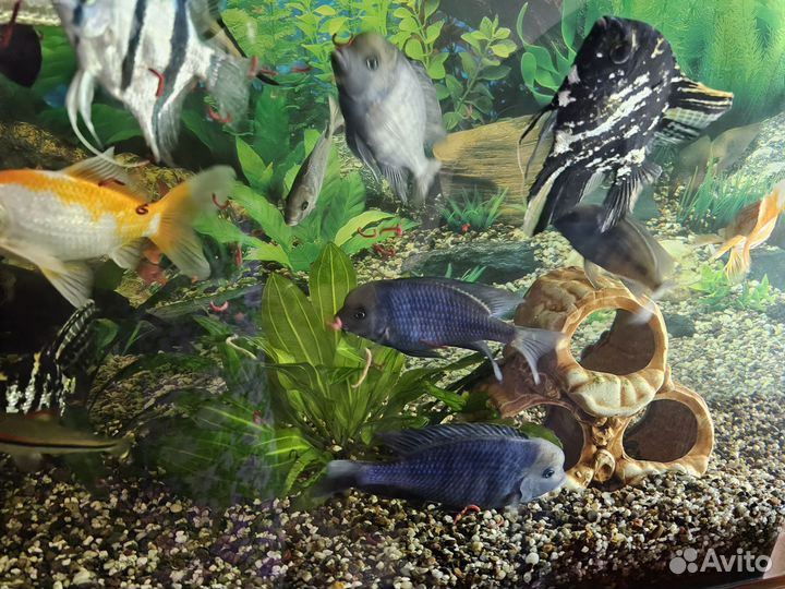 Рыбы, Голубые дельфины