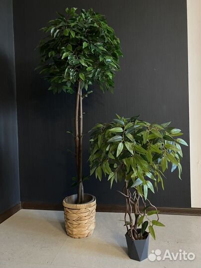 Искусственные деревья.Фикус, олива