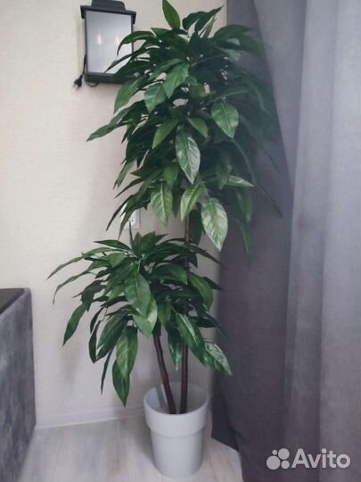 Искусственные деревья глициния, манго, фикус