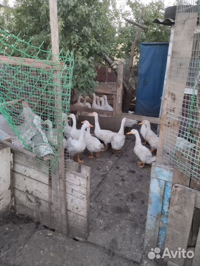 Утки живым весом