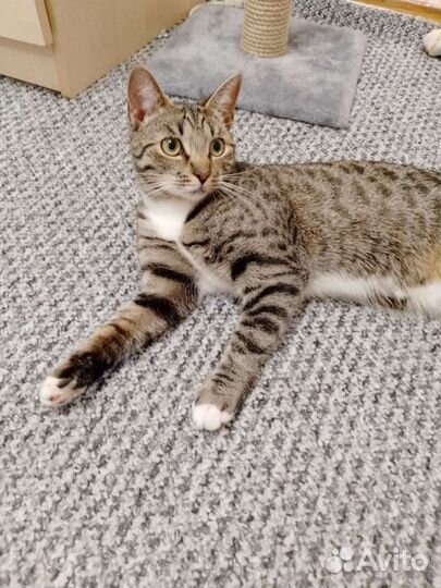 Игривая кошка в хорошие руки.Бесплатно