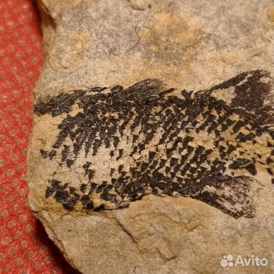 Отпечаток доисторической рыбы