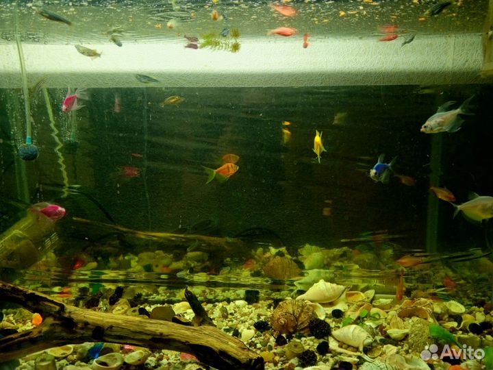 Аквариумные рыбки бесплатно