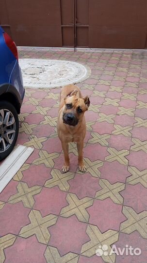 Алано эспаньол