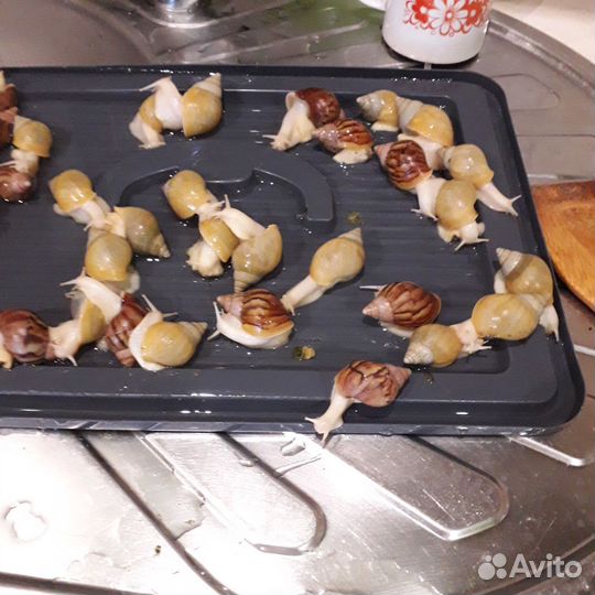 Улитки ахатины