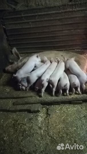 Продаются поросята. Кабанчики выложенные