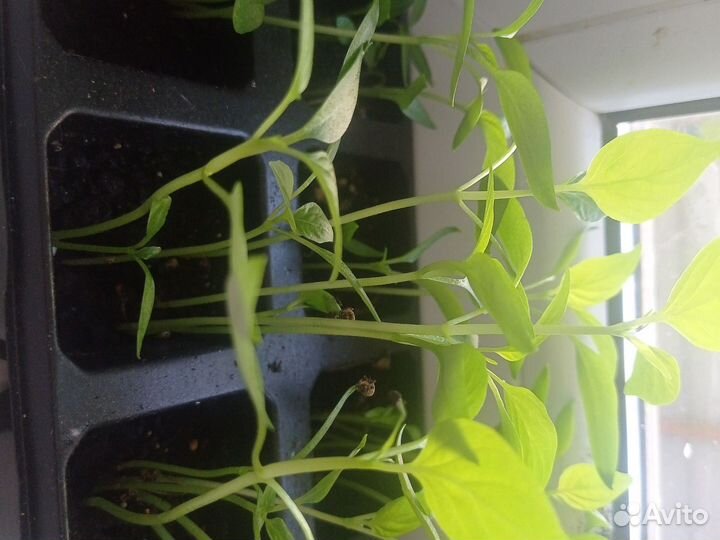 Рассада перца