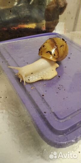 Улитки Ахатины