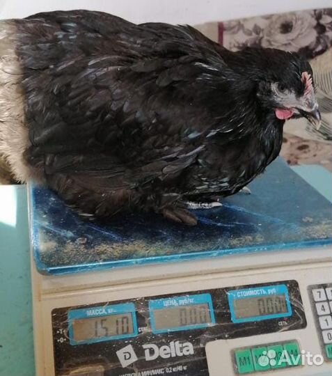 Куры Несушки