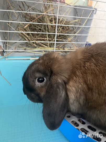 Декоративный кролик(вислоухий)