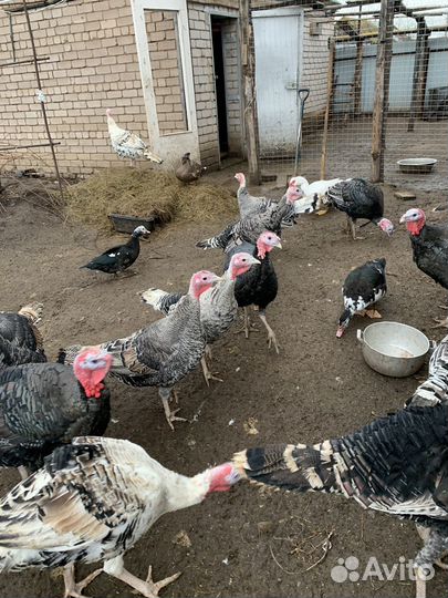 Индюки домашние