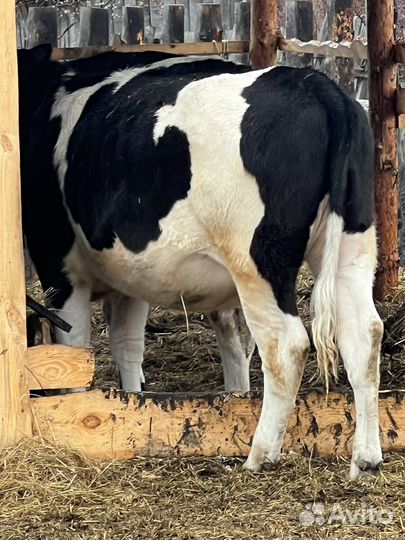 Бык и телка