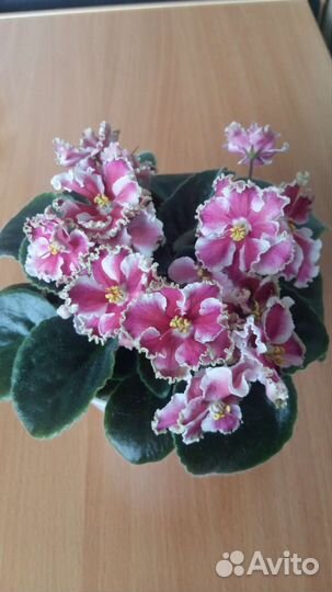 Фиалки сортовые