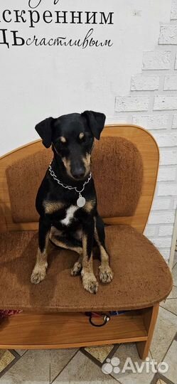 Вязка ягдтерьера