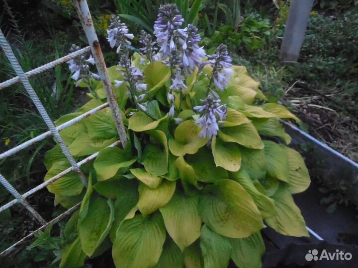 Хосты большие и маленькие