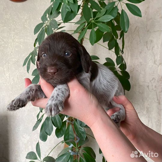 Щенки Дратхаара