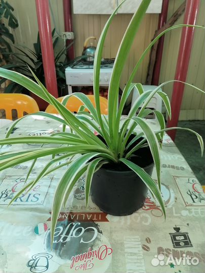 Хлорофитум, хавортия, кливия