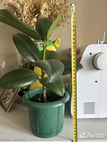 Фикус каучуконосный эластика