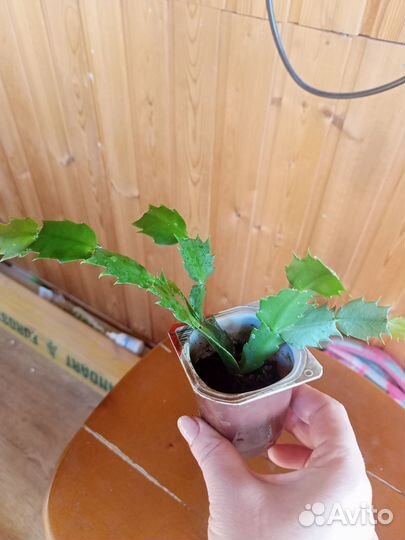 Декабрист шлюмбергера желтый и белый