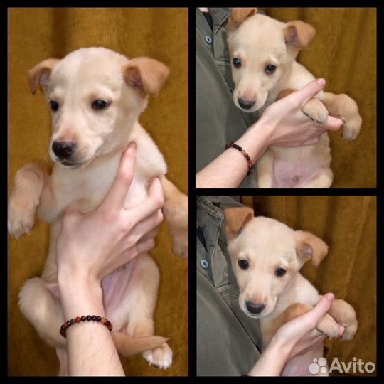 Красивейшие щенки ждут вас