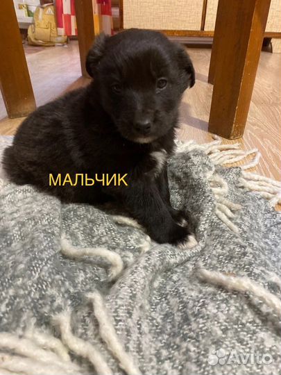 Щенки, нужа ваша помощь