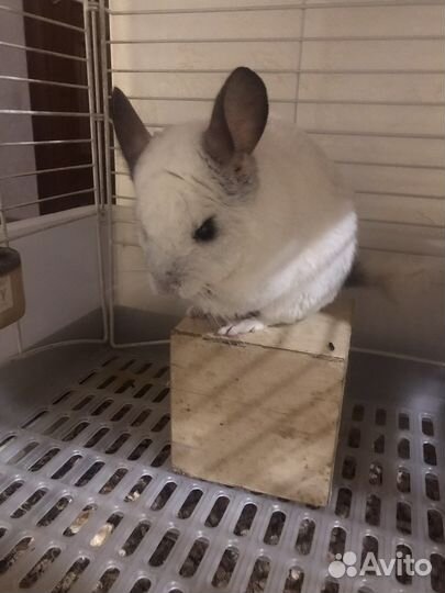 Шиншилла с клеткой и всем ннобходииым
