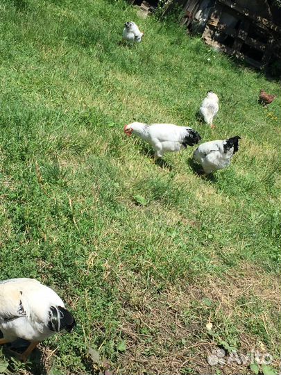 Продам пятушков