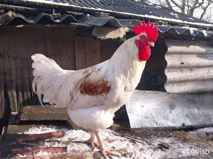 Петухи и куры