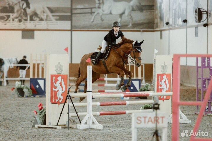 Продам лошадь