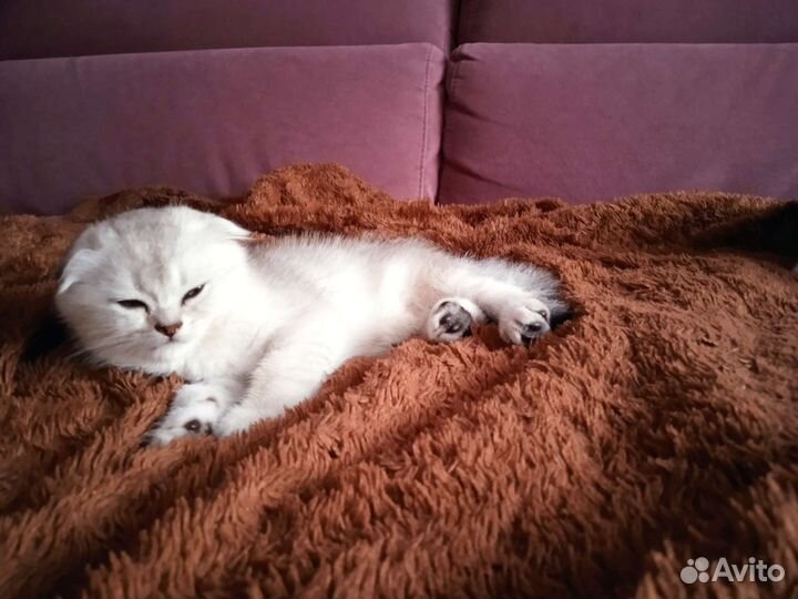 Серебристая шиншилла вислоухий малыш