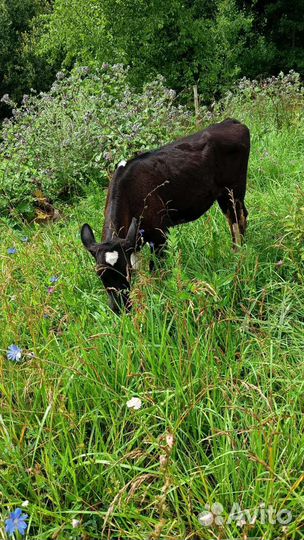 Телята бычки тёлочка коровы