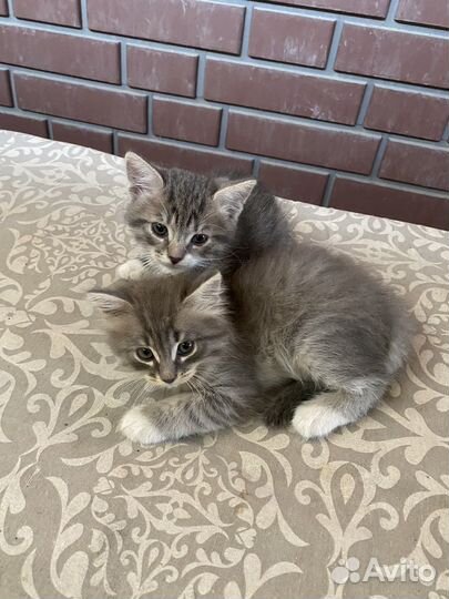 Котята бесплатно