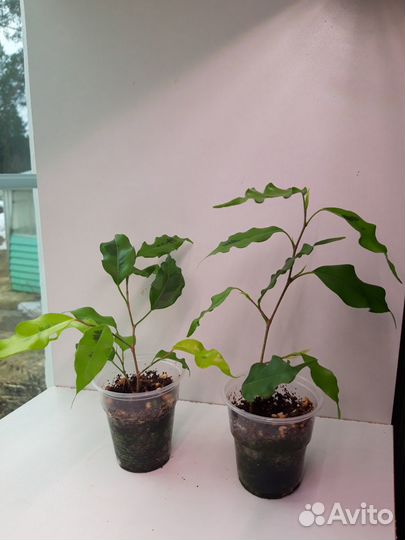 Комнатные, разные