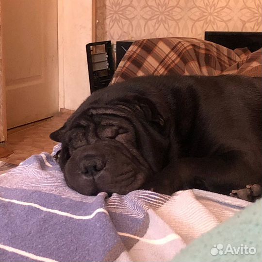 Шарпей ищет дом