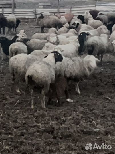 Овцы с ягнятами
