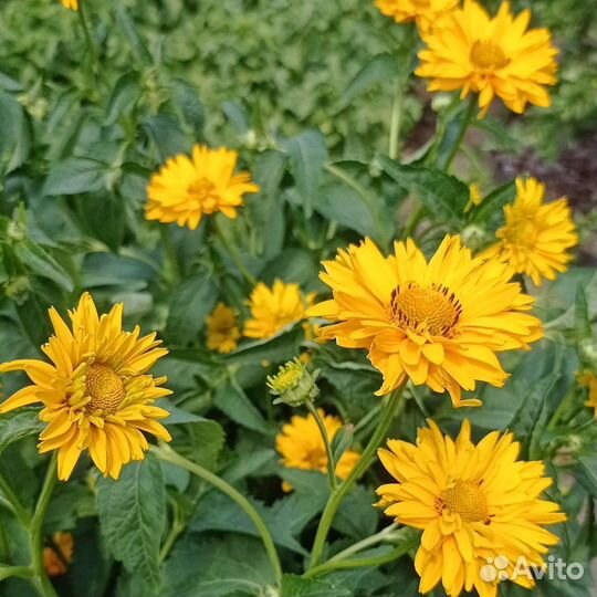 Многолетние растения для сада и дачи