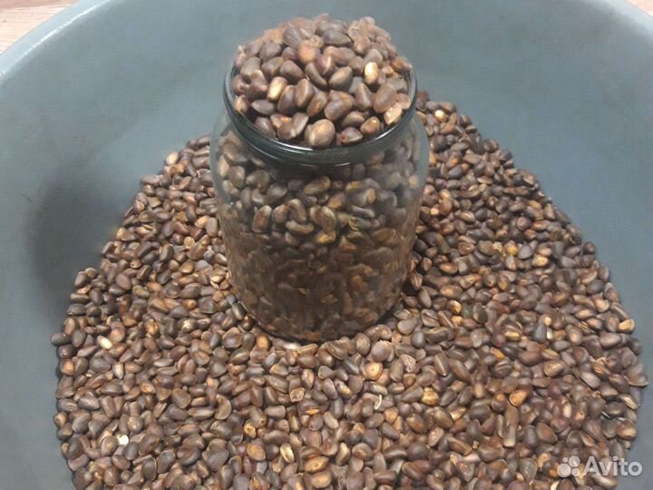 Орех кедровый