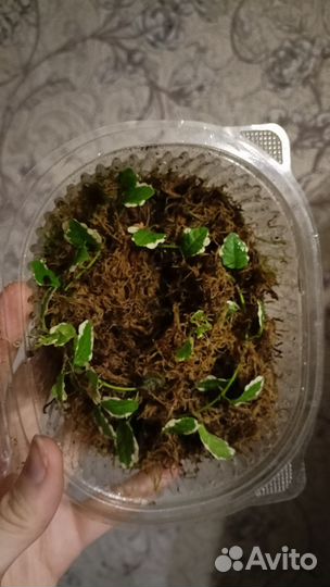 Филодендрон вайт визард