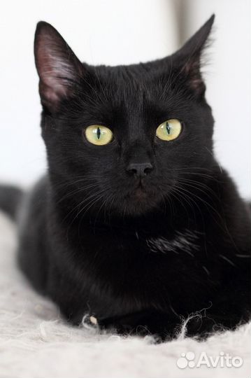 Кошка Клеопатра, 1г. Царица египетская