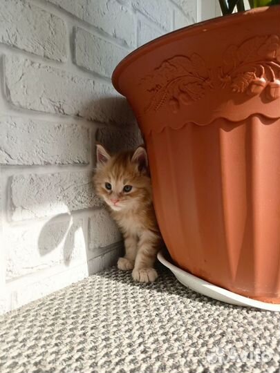 Котята Мейн-кун