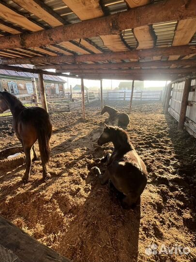 Лошади и жеребята