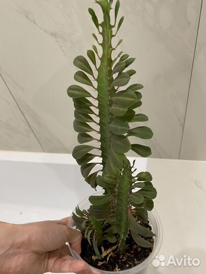 Молочай красный