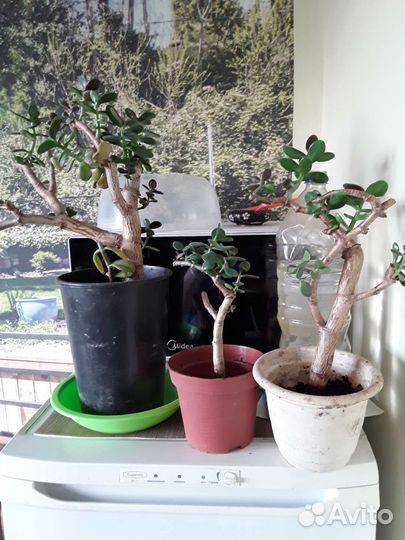 Денежное дерево толстянка крассула