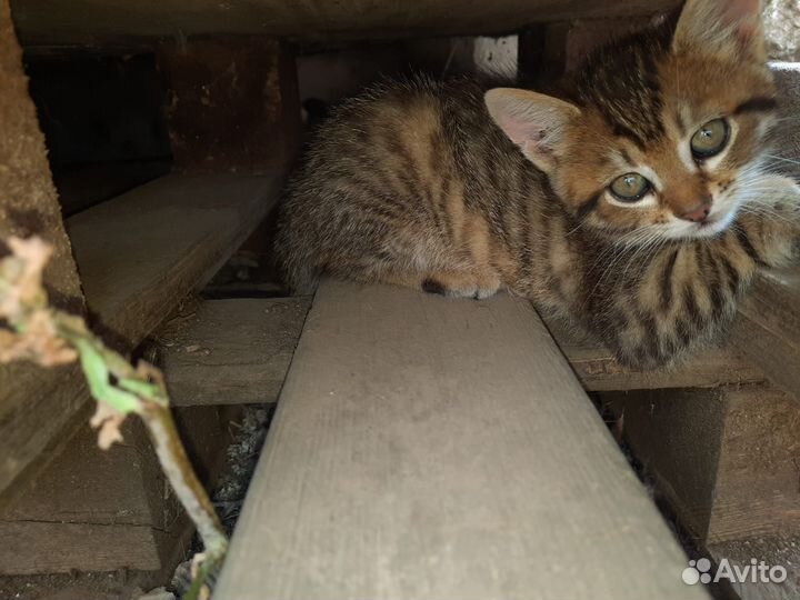 Котята отдам в добрые руки бесплатно