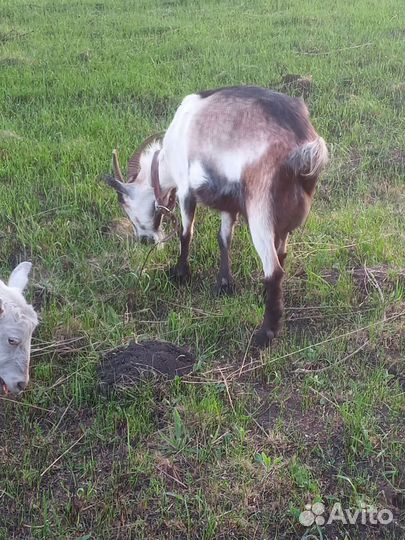 Дойные козы и козел