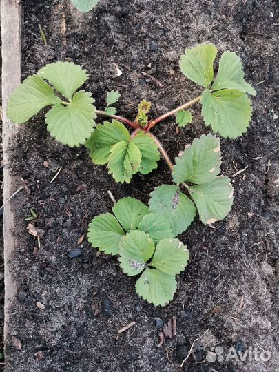 Саженцы рассада ремонтантной клубники