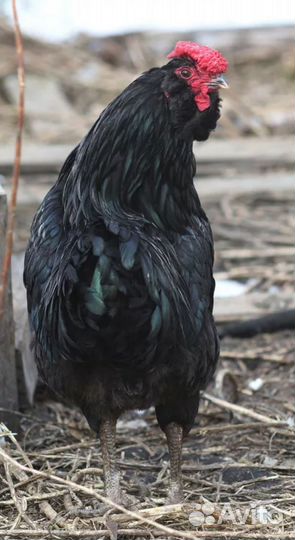 Молодые петухи