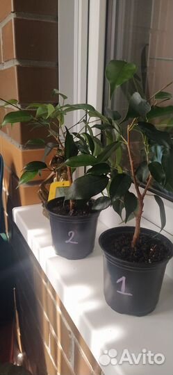 Фикус бенджамина